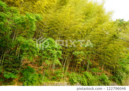 Bamboo forest (somewhere in Shikoku) Bamboo forest (somewhere in Shikoku) 122796046