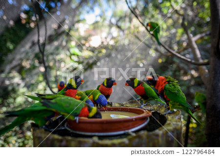 Colorful lorikeets gathered around feeding dish. 122796484