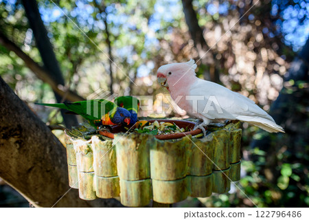 Colorful lorikeets and pink cockatoo gathered around feeding dish. 122796486