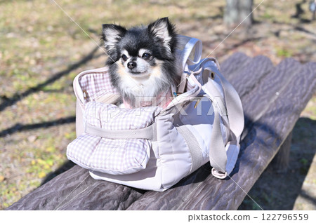 My beloved dog in a carrier bag, long-coated Chihuahua, park, walking My beloved dog in a carrier bag, long-coated Chihuahua, park, walking 122796559
