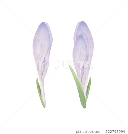 Crocus flower buds. Watercolor hand-drawn saffron bud painting on a white background. Spring flower clipart for invitations, greetings, postcard design. Crocus flower buds. Watercolor hand-drawn saffron bud painting on a white background. Spring flower clipart for invitations, greetings, postcard design. 122797094