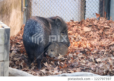 Baby Collared Peccary and Family Baby Collared Peccary and Family 122797397