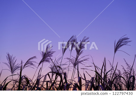 Silhouette of a silver grass field in the early morning or evening 122797430