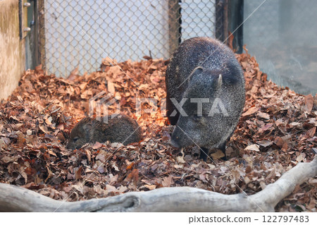 Collared Peccary Parent and Child Collared Peccary Parent and Child 122797483