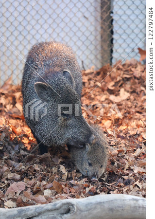 Collared Peccary Parent and Child 122797484