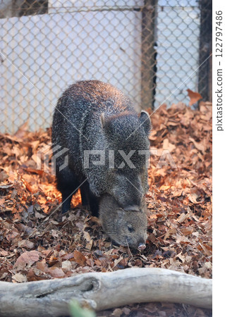 Collared Peccary Parent and Child 122797486