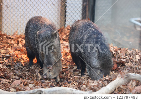 Collared Peccary Parent and Child 122797488