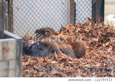 Collared Peccary Parent and Child Collared Peccary Parent and Child 122797513
