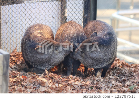 Collared Peccary Parent and Child 122797515