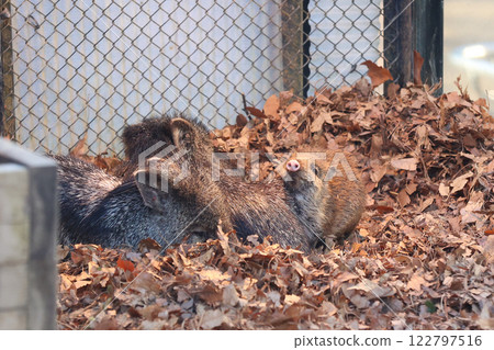 Collared Peccary Parent and Child 122797516