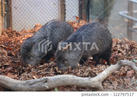 Collared Peccary Parent and Child 122797517