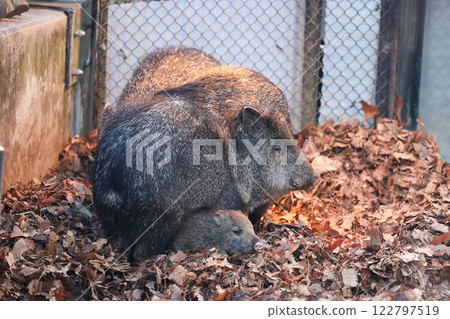 Collared Peccary Parent and Child 122797519