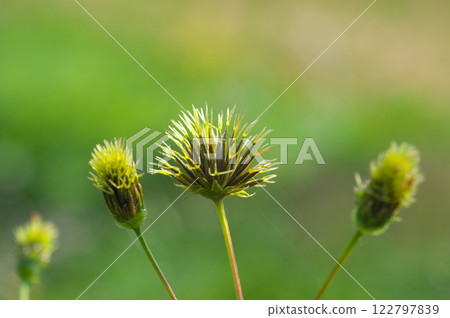 The fruits of the Japanese ragwort bathed in the autumn sunshine 122797839