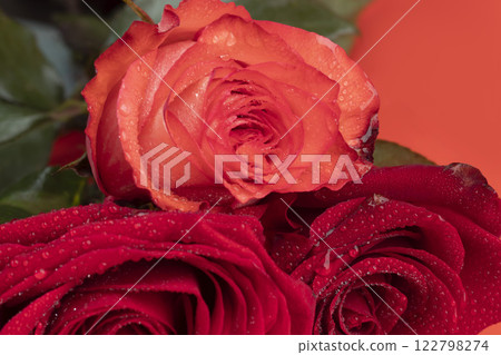 Roses on a bright background red and white. Mother's Day, birthday. Roses on a bright background red and white. Mother's Day, birthday. 122798274