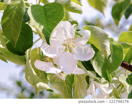 Apple tree branch in spring flowers. Blooming apple tree. Apple tree branch in spring flowers. Blooming apple tree. 122798276