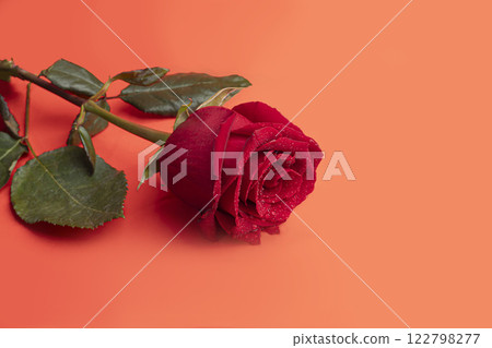 Roses on a bright background red and white. Mother's Day, birthday. Roses on a bright background red and white. Mother's Day, birthday. 122798277