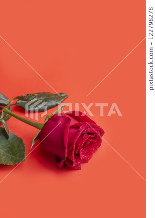 Roses on a bright background red and white. Mother's Day, birthday. Roses on a bright background red and white. Mother's Day, birthday. 122798278