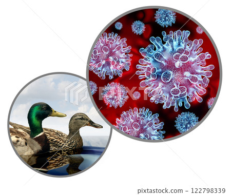 Wild-Birds-and-Bird-Flu 122798339