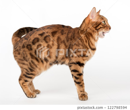 Bengal cat with open mouth. 122798594