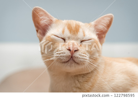 Burmese cat face close-up. Burmese cat face close-up. 122798595