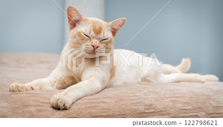 The cat lies on the bed. The cat lies on the bed. 122798621