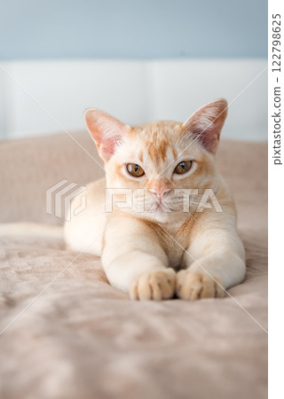 The cat lies on the bed. 122798625