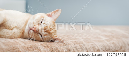 The cat lies on the bed. The cat lies on the bed. 122798626