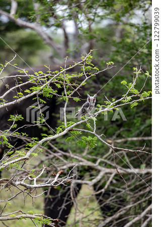 The southern white-faced owl, Ptilopsis granti, sits on a tree branch 122799039