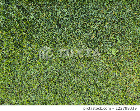 Vibrant green grass covering ground in well-maintained outdoor area Vibrant green grass covering ground in well-maintained outdoor area 122799339