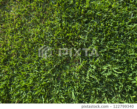 Fresh short green grass background Fresh short green grass background 122799340