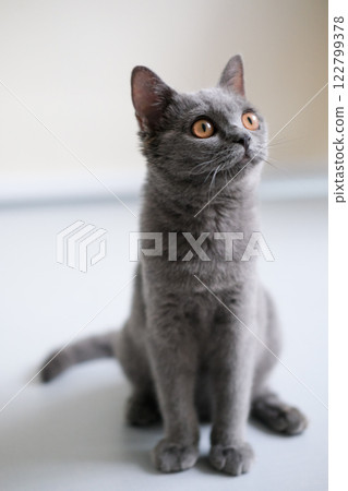 3 months old British Blue, British Shorthair cat standing on the floor, looking around 3 months old British Blue, British Shorthair cat standing on the floor, looking around 122799378