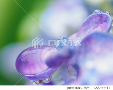 初夏_梅雨季節水滴和繡球花圖像 122799417