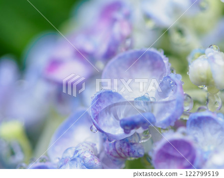 Early summer_rainy season drops and hydrangea image Early summer_rainy season drops and hydrangea image 122799519