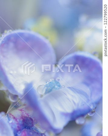 Early summer_Heart-shaped hydrangea image Early summer_Heart-shaped hydrangea image 122799520