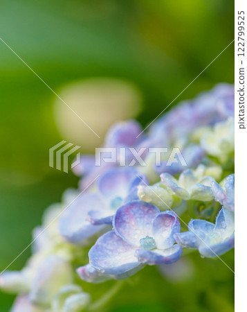 初夏_梅雨季節水滴和繡球花圖像 122799525
