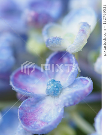 初夏_梅雨季節水滴和繡球花圖像 122799532