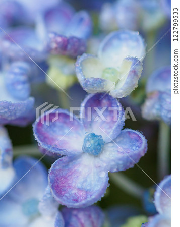 初夏_梅雨季節水滴和繡球花圖像 初夏_梅雨季節水滴和繡球花圖像 122799533