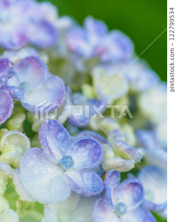 Early summer_rainy season drops and hydrangea image 122799534