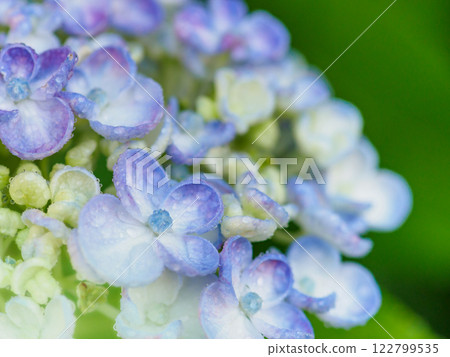 Early summer_rainy season drops and hydrangea image 122799535
