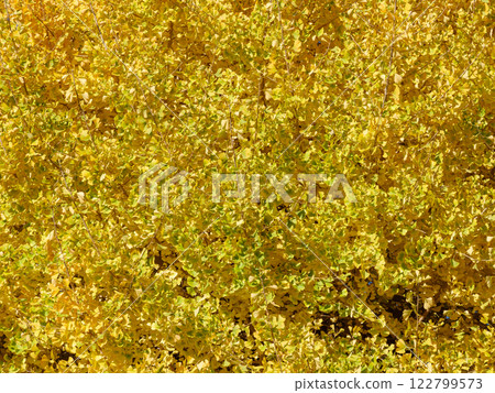 Ginkgo with yellow leaves shining against the clear blue sky Ginkgo with yellow leaves shining against the clear blue sky 122799573
