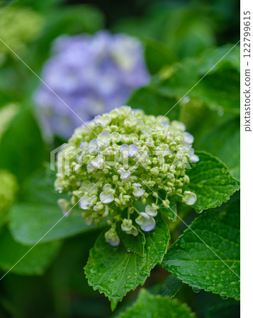 Early summer_rainy season drops and hydrangea image 122799615