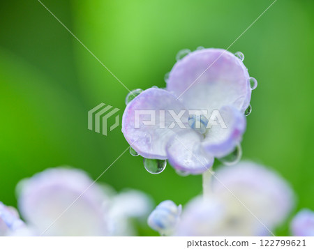 Early summer_rainy season drops and hydrangea image 122799621