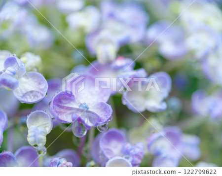 初夏_梅雨季節水滴和繡球花圖像 初夏_梅雨季節水滴和繡球花圖像 122799622