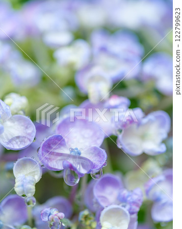 初夏_梅雨季節水滴和繡球花圖像 122799623