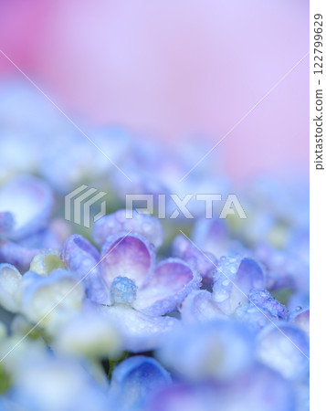 Early summer_rainy season drops and hydrangea image 122799629