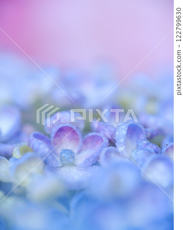 初夏_梅雨季節水滴和繡球花圖像 122799630