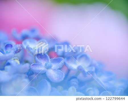Early summer_rainy season drops and hydrangea image 122799644