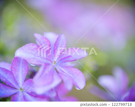 雨季盛開的繡球花圖片 122799718