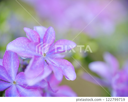 雨季盛開的繡球花圖片 122799719