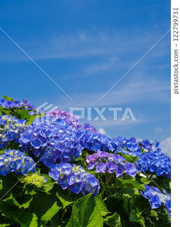 仲夏繡球花圖像 仲夏繡球花圖像 122799731